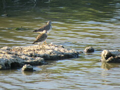 Calidris melanotos