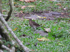 Turdus ignobilis