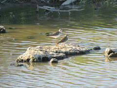 Calidris melanotos