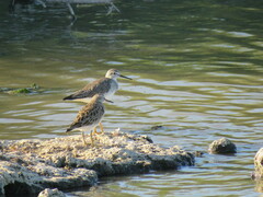 Calidris melanotos