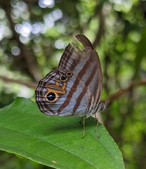 Chloreuptychia chlorimene