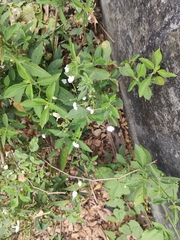 Rhinacanthus nasutus