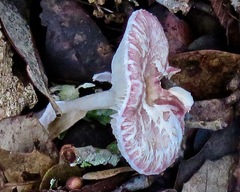 Leucoagaricus lilaceus