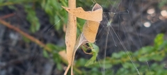 Phonognatha