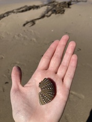 Strongylocentrotus purpuratus