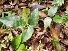 Tetrastigma hemsleyanum