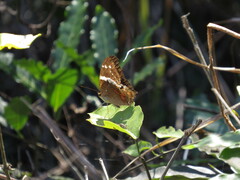 Anartia fatima colima
