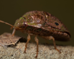 Diolcus chrysorrhoeus