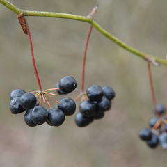 Smilax rotundifolia
