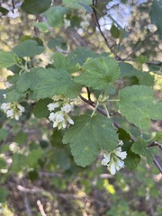 Ribes indecorum