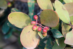 Muellerina celastroides