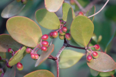 Muellerina celastroides