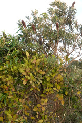 Muellerina celastroides