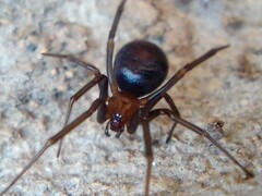 Steatoda grossa