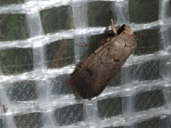 Proteuxoa hypochalchis