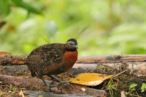 Rufous-breasted Wood Quail (Odontophorus speciosus), photo 6