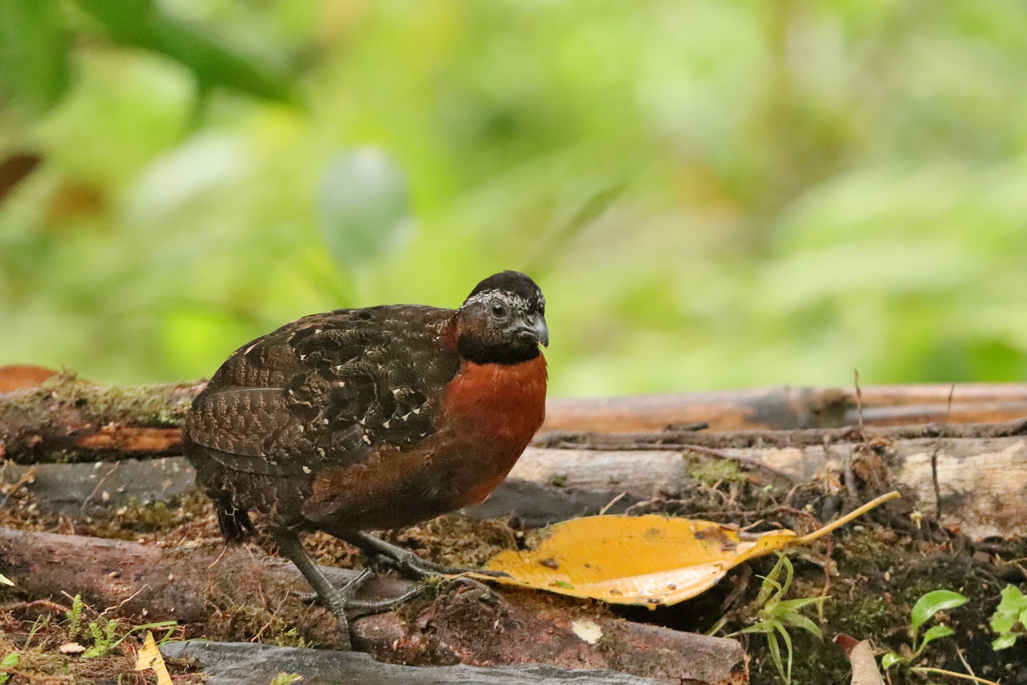 Rufous-breasted Wood Quail (Odontophorus speciosus), photo 2