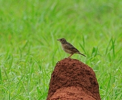 Mirafra javanica