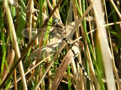 Synthemis eustalacta