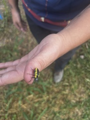 Naupactus
