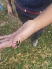 Naupactus