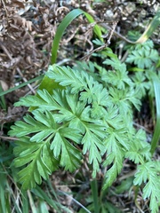 Conioselinum gmelinii