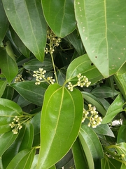 Cinnamomum kotoense