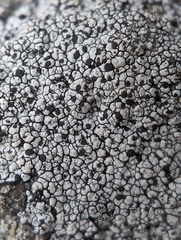 Lecanora oreinoides