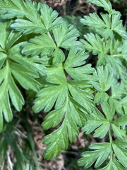 Conioselinum gmelinii