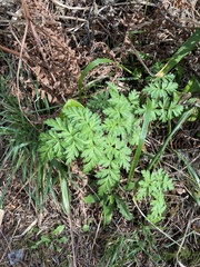 Conioselinum gmelinii