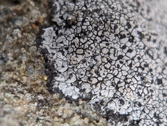Lecanora oreinoides