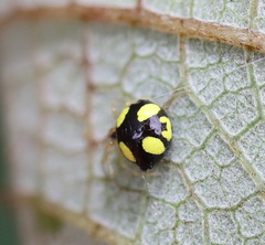 Theridula