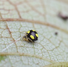 Theridula