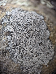 Lecanora oreinoides