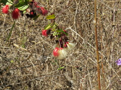 Calliandra tergemina