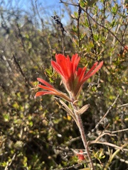 Castilleja affinis