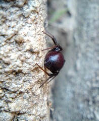 Steatoda grossa