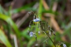 Dianella tasmanica