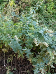 Pycnanthemum californicum