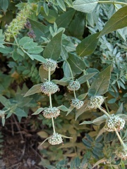 Pycnanthemum californicum