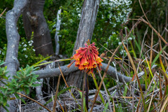 Blandfordia punicea