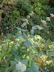 Pycnanthemum californicum