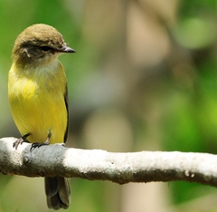 Microeca flavigaster