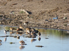 Callonetta leucophrys