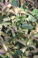 Smilax glaucochina