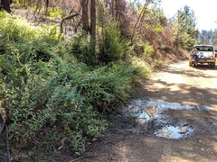 Pycnanthemum californicum
