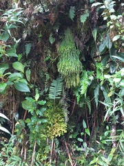Rhipsalis