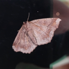 Eutrapela clemataria