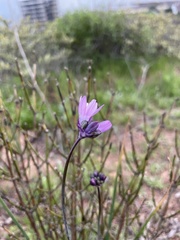 Dipterostemon capitatus