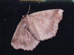 Eutrapela clemataria